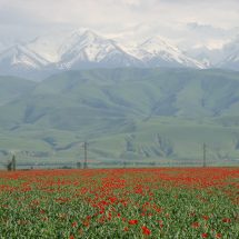 Flower Tour to Chatkal – UNESCO World Heritage Site, 7 days