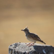 Bird watching in Tajikistan